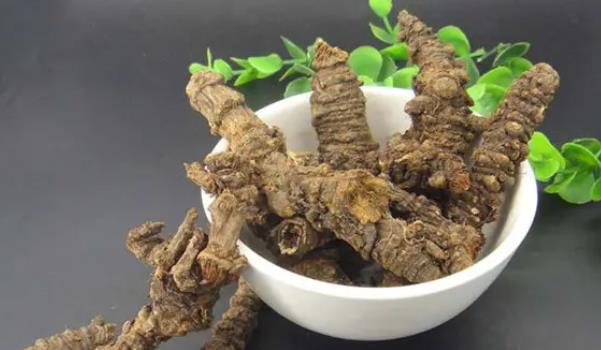羌活長什么樣子的圖片 羌活有哪些功效與作用 羌活長什么樣子的圖片 羌活有哪些功效與作用