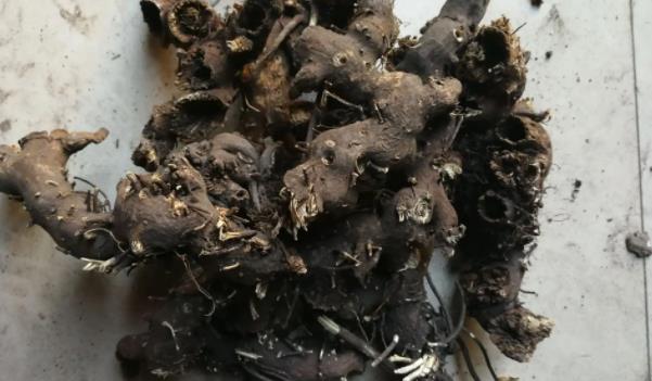 升麻長什么樣子的圖片 升麻有哪些功效與作用 升麻長什么樣子的圖片 升麻有哪些功效與作用