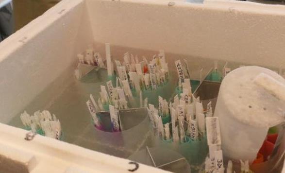 全球最大的精子庫Cryos公司5.jpg