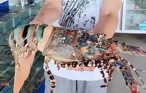 世界上最大的蝦 曾有人捕獲長度接近1.4米的超大龍蝦