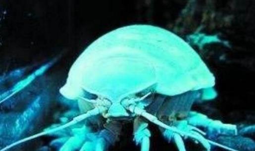世界上最古老的生物 巨型木虱1.6億年至今沒(méi)發(fā)生變化