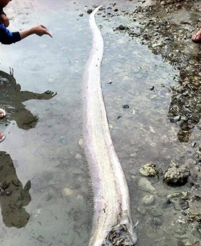 世界上最大的帶魚 巨型皇帶魚長達15米重540斤