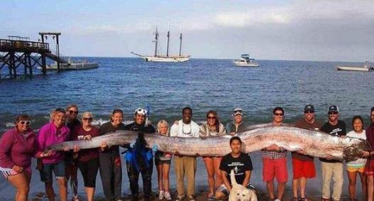 世界上最大的帶魚 巨型皇帶魚長達15米重540斤