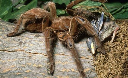 世界上最大的蜘蛛 食鳥蛛體長可達30厘米