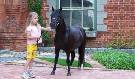 世界上最小的馬 侏儒癥的迷你馬高僅43厘米不及人的膝蓋