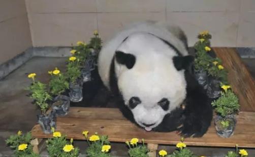 世界上最高壽熊貓 37歲的巴斯相當(dāng)于人的百歲以上