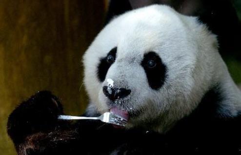 世界上最高壽熊貓 37歲的巴斯相當(dāng)于人的百歲以上