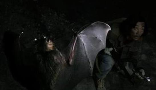 世界上最兇殘的蝙蝠 豬臉大蝙蝠動(dòng)物界的隱形殺手