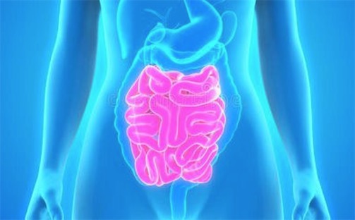 人體最長的器官 成人的小腸全長5-7m