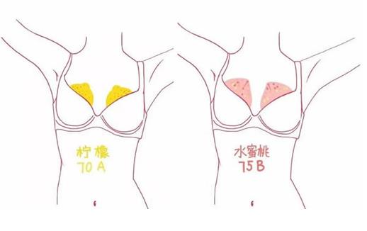 a罩杯和b罩杯相差多少厘米?A罩杯和B罩杯有什么區別? a罩杯和b罩杯相差多少厘米?A罩杯和B罩杯有什么區別?
