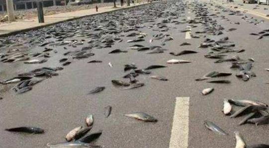 一、魚雨.jpg