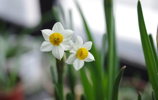八、水仙花.jpg