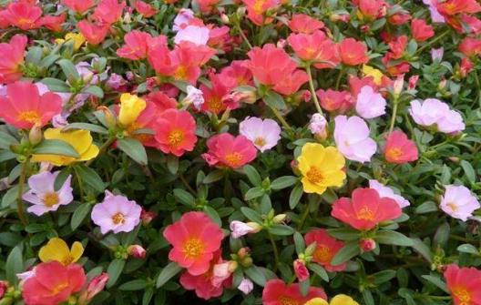 No4、太陽花.jpg