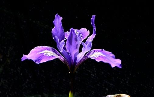 15、鳶尾花.jpg