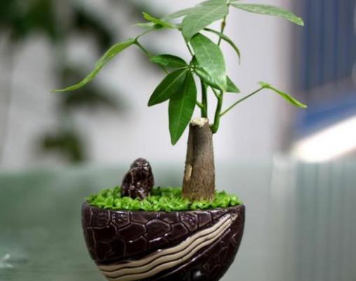 No2、發財樹.jpg