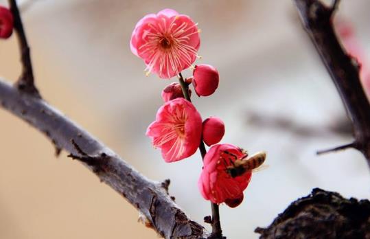 九、《梅花三弄.jpg