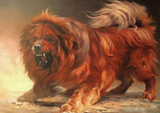 2、藏獒.jpg
