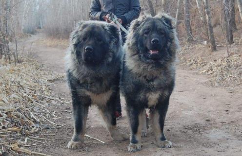 3、高加索犬.jpg