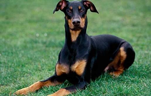 7、杜賓犬.jpg