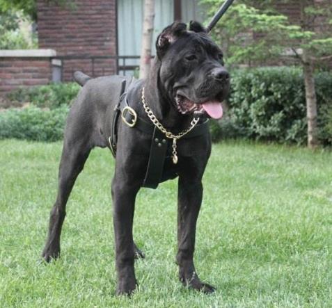 8、卡斯羅犬.jpg