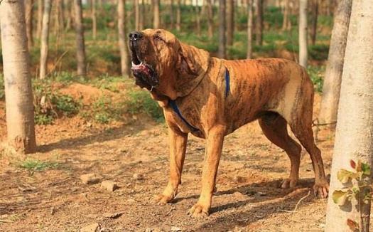 9、巴西菲勒犬.jpg