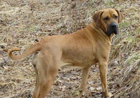 10、土佐犬.jpg