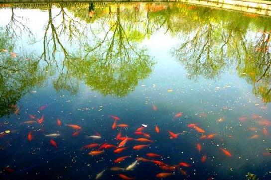 六、花港觀魚.jpg