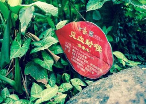 中國十大最毒的毒藥排行榜,斷腸草第一,鴆第二
