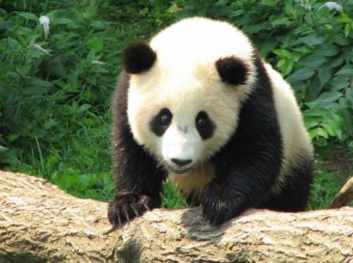 全球十種最漂亮可愛的動物排行榜,國寶大熊貓第一實至名歸