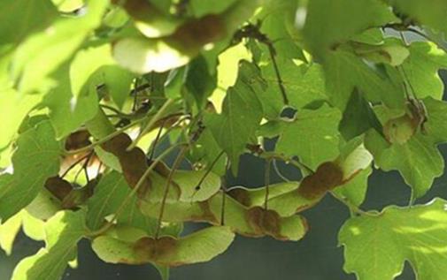 中國十大珍惜樹種排行榜,珙桐被稱為植物界的“活化石”