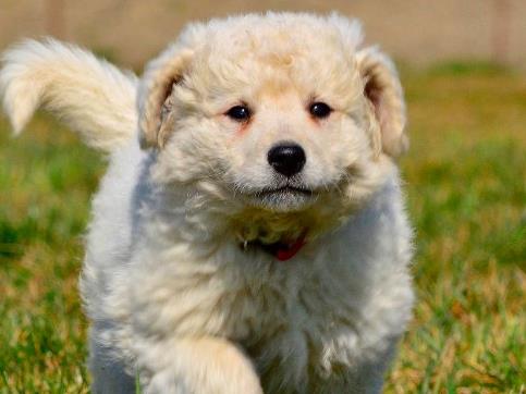 世界上十大最勇敢的動物排名,第一位你絕對想不到!