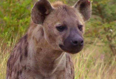 世界上十大最勇敢的動物排名,第一位你絕對想不到!