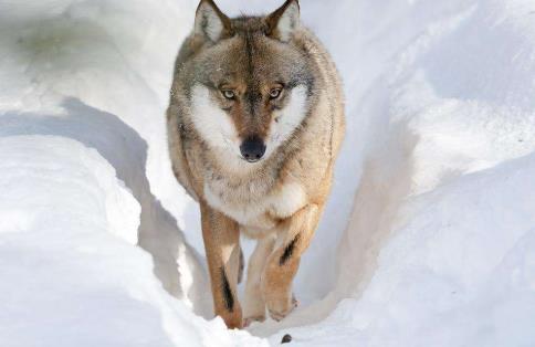 世界上十大最勇敢的動物排名,第一位你絕對想不到!
