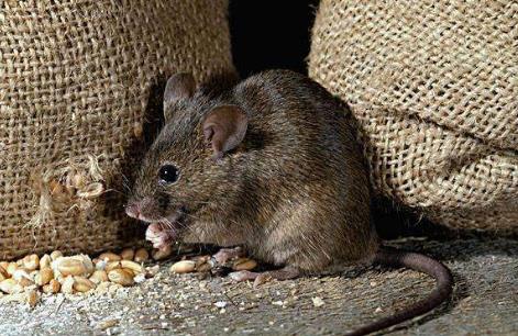 世界上十大最勇敢的動物排名,第一位你絕對想不到!