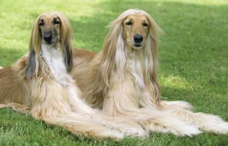 世界上最笨的十種狗狗排行榜,阿富汗獵犬、巴仙吉犬空有顏值