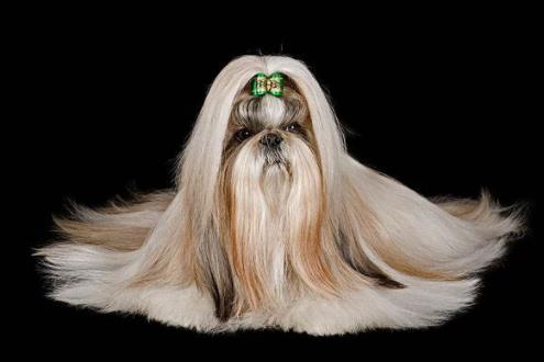 世界上最笨的十種狗狗排行榜,阿富汗獵犬、巴仙吉犬空有顏值