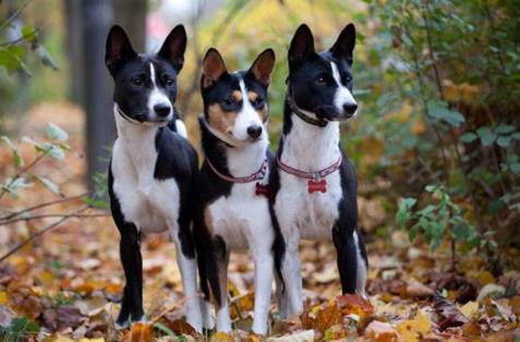 世界上最笨的十種狗狗排行榜,阿富汗獵犬、巴仙吉犬空有顏值