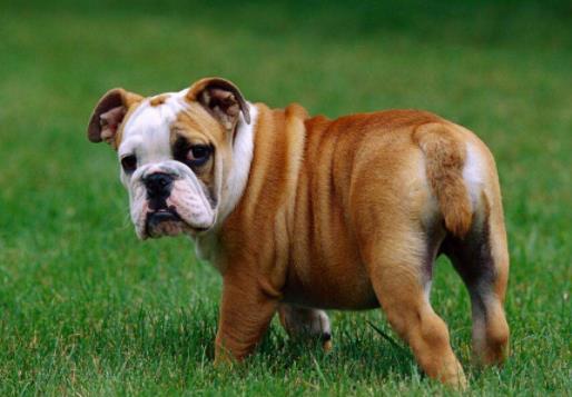 世界上最笨的十種狗狗排行榜,阿富汗獵犬、巴仙吉犬空有顏值