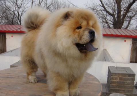 世界上最笨的十種狗狗排行榜,阿富汗獵犬、巴仙吉犬空有顏值