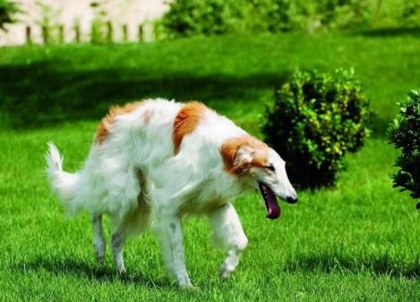 世界上最笨的十種狗狗排行榜,阿富汗獵犬、巴仙吉犬空有顏值