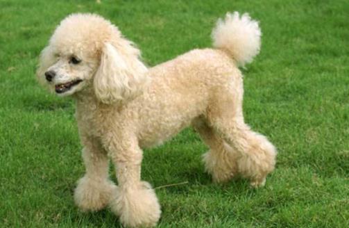 十種最不掉毛的狗狗排名,貴賓犬、約克夏梗都很適合家養