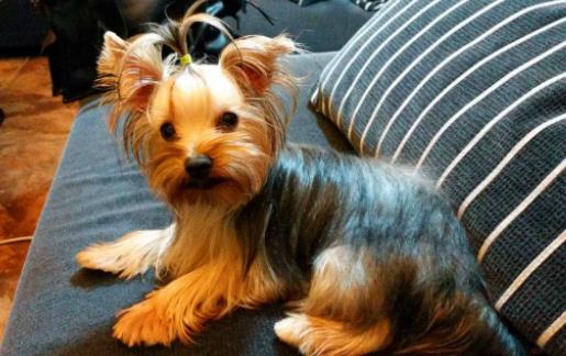 十種最不掉毛的狗狗排名,貴賓犬、約克夏梗都很適合家養