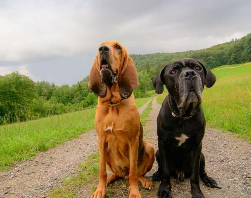 世界上最笨的十種狗狗排行榜,阿富汗獵犬、巴仙吉犬空有顏值