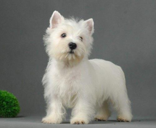 十種最不掉毛的狗狗排名,貴賓犬、約克夏梗都很適合家養