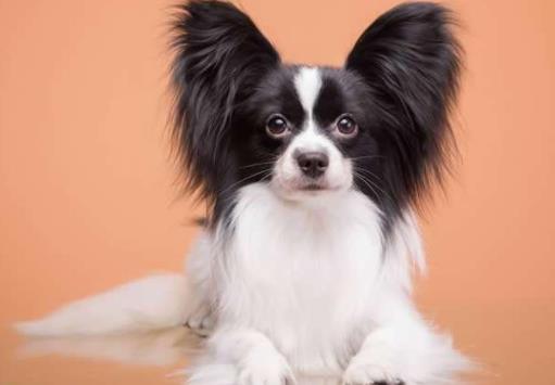 十種最不掉毛的狗狗排名,貴賓犬、約克夏梗都很適合家養