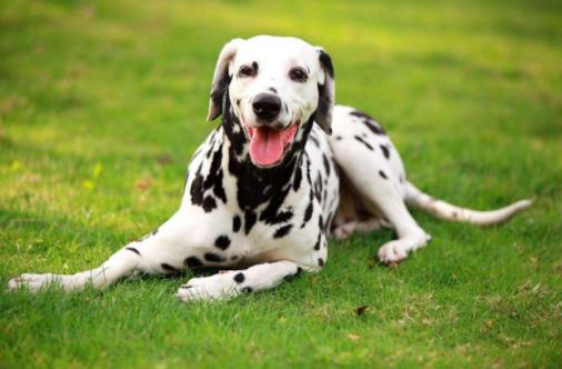 十種最不掉毛的狗狗排名,貴賓犬、約克夏梗都很適合家養