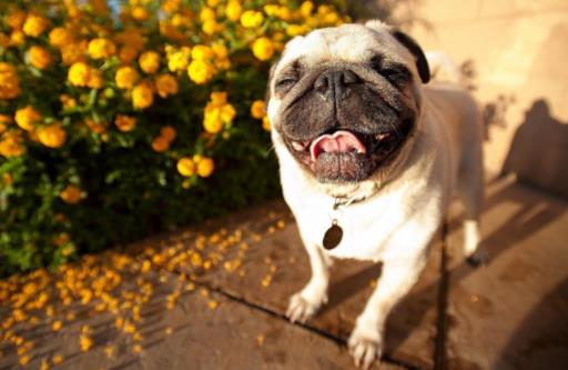 十種最不掉毛的狗狗排名,貴賓犬、約克夏梗都很適合家養