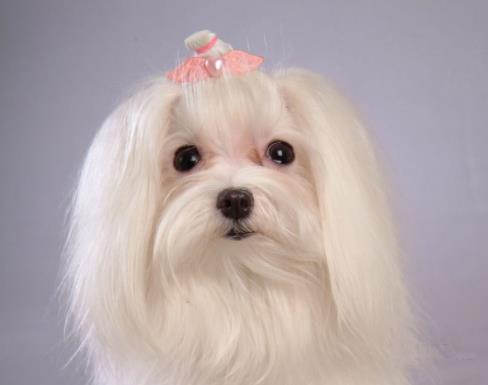 十種最不掉毛的狗狗排名,貴賓犬、約克夏梗都很適合家養