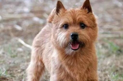 十種最不掉毛的狗狗排名,貴賓犬、約克夏梗都很適合家養
