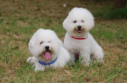 十種最不掉毛的狗狗排名,貴賓犬、約克夏梗都很適合家養
